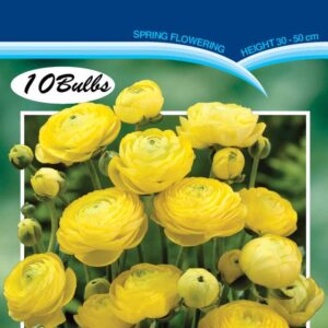 Ranunculus 'Fiesta Gold' 10 bulbs