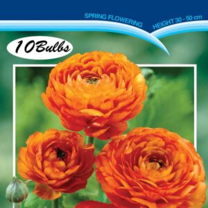 Ranunculus 'Fiesta Orange' 10 bulbs