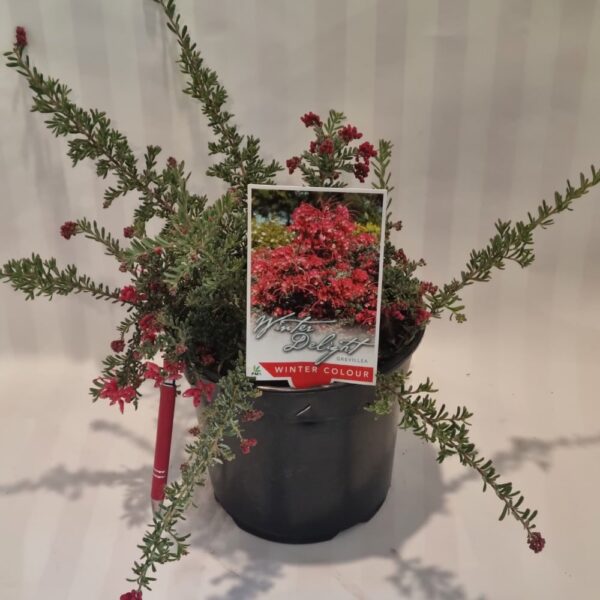 Grevillea 'Winter Delight' 2.5l - Image 2