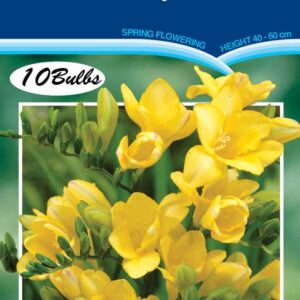 Freesia Singles 'Golden Melody' 10 bulbs