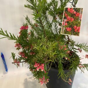 Grevillea 'Nancy Otzen' 2.5L