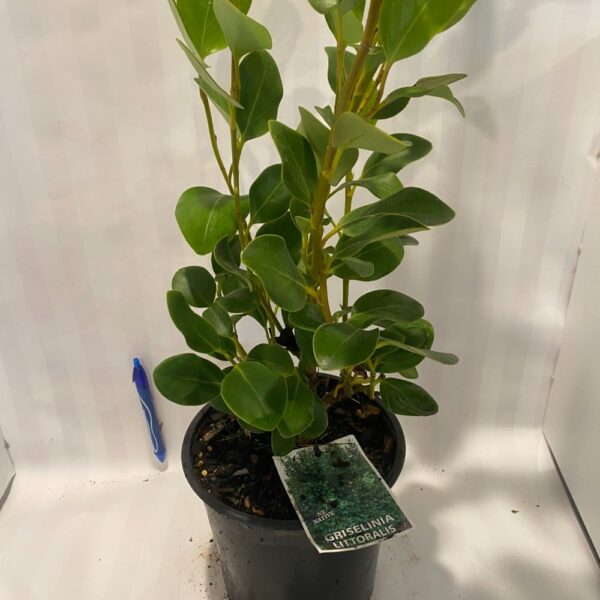 Griselinia 'littoralis' 2.5L