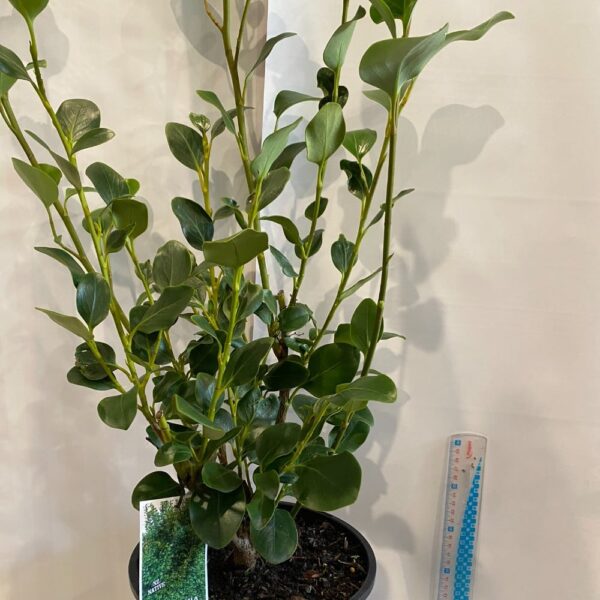 Griselinia 'littoralis' 4L'