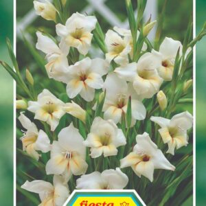 Gladioli Nanus 'Halley' 7 bulbs