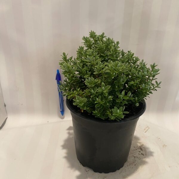 Hebe pinquifolia 'Sutherlandii' 1.5L