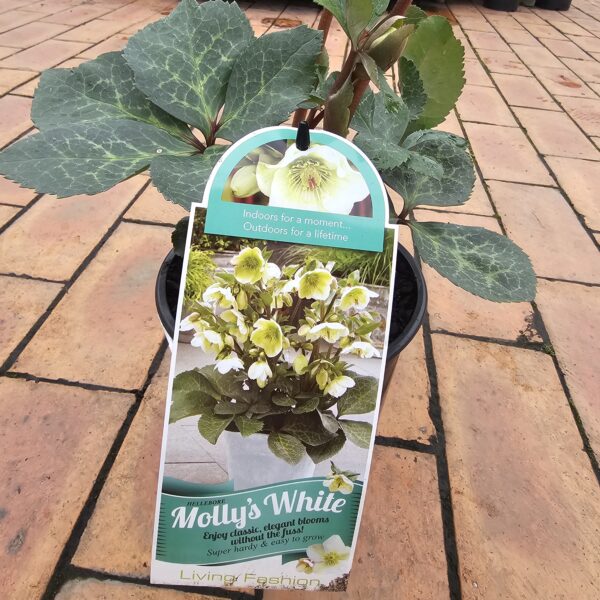Helleborus 'Molly's White' 2L
