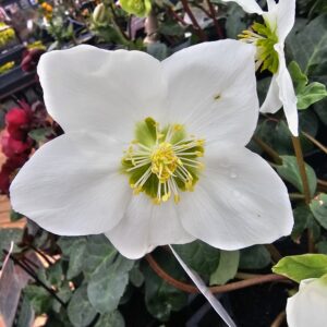 Helleborus White Magic 1L