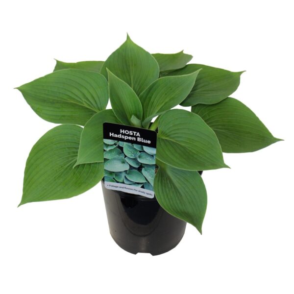 Hosta 'Hadspen Blue' 2.5L