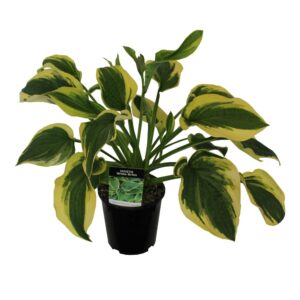 Hosta 'Wide Brim' 2L