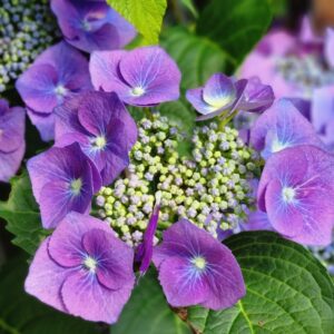 Hydrangea 'Blueberries and Cream' 2L