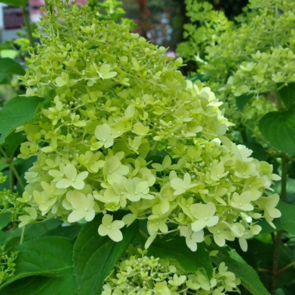 Hydrangea 'Limelight'  2L - Image 2