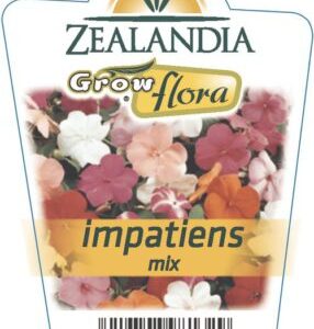Impatiens 'Pink' 6pack