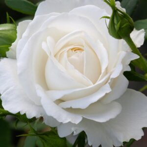 Rose 'Infinity' Climber