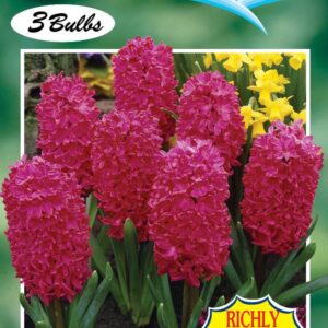 Hyacinth 'Jan Bos' 3 bulbs