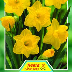 Daffodil King Alfred F