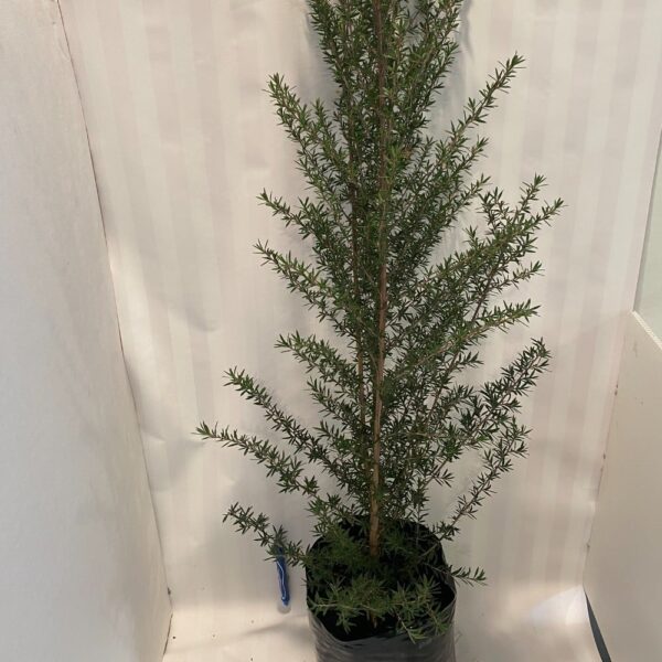 Leptospermum 'Blossom' Manuka 2.5L - Image 2