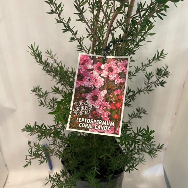 Leptospermum 'Coral Candy' Manuka 3.3L - Image 4