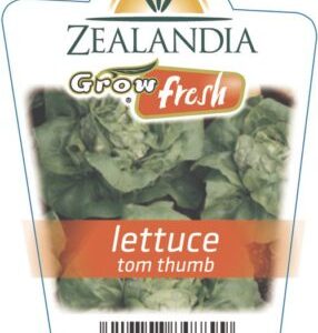 Lettuce 'Tom Thumb' 6pack