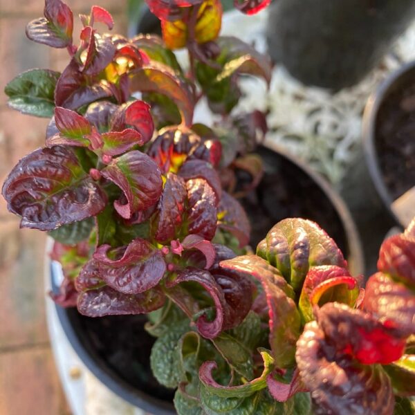 Leucothoe axillaris 'Curly Red'