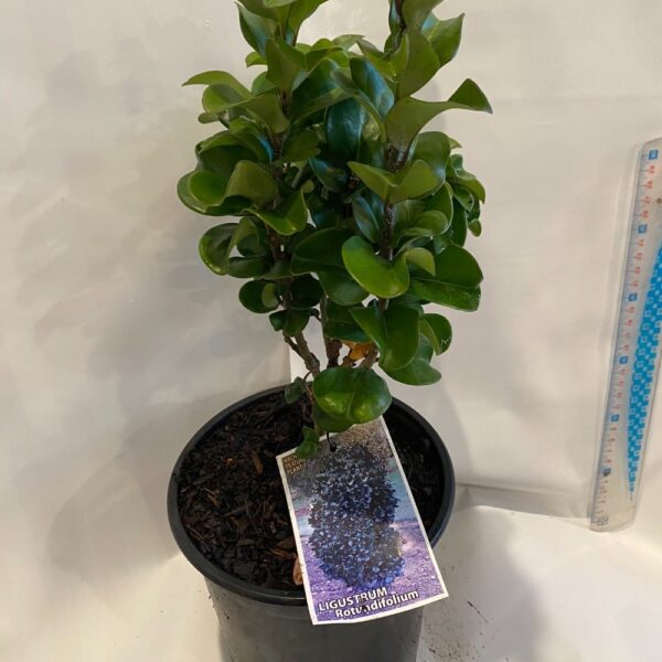 Ligustrum 'rotundifolium' 2L