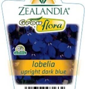 Lobelia 'Upright Dark Blue' 6pack