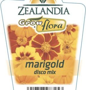 Marigold 'Disco Mix' 6pack