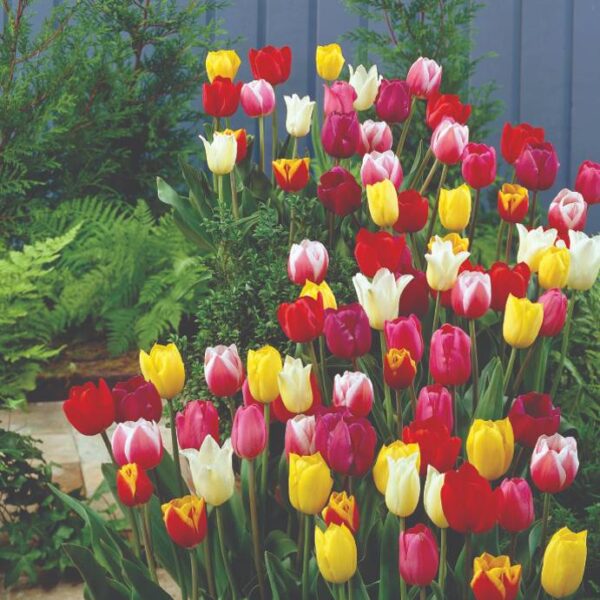 Tulip Bulbs Mixed 20 bulbs FI