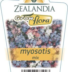 Myosotis 'Mix' 6 pack