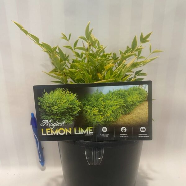 Nandina 'Lemon & Lime' 2.5L
