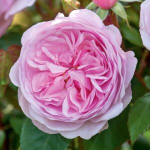 Rose 'Olivia Rose Austin' 6L