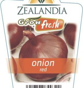 Onion 'Red' 6pack