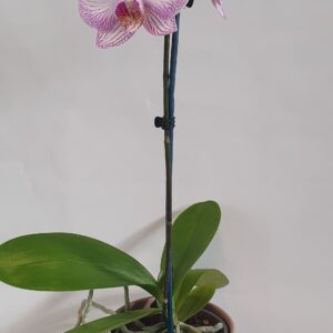 Phalaenopsis Orchid Assorted Colours