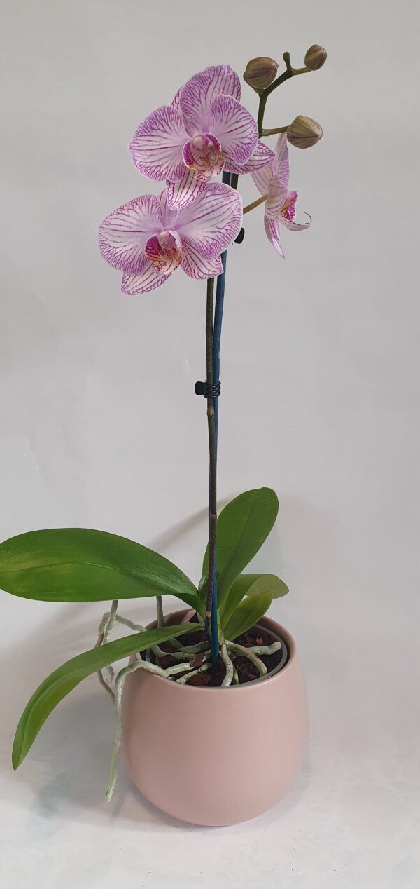 Phalaenopsis Orchid Assorted Colours