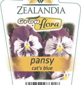 Pansy 'Cats Blue' 6Pack