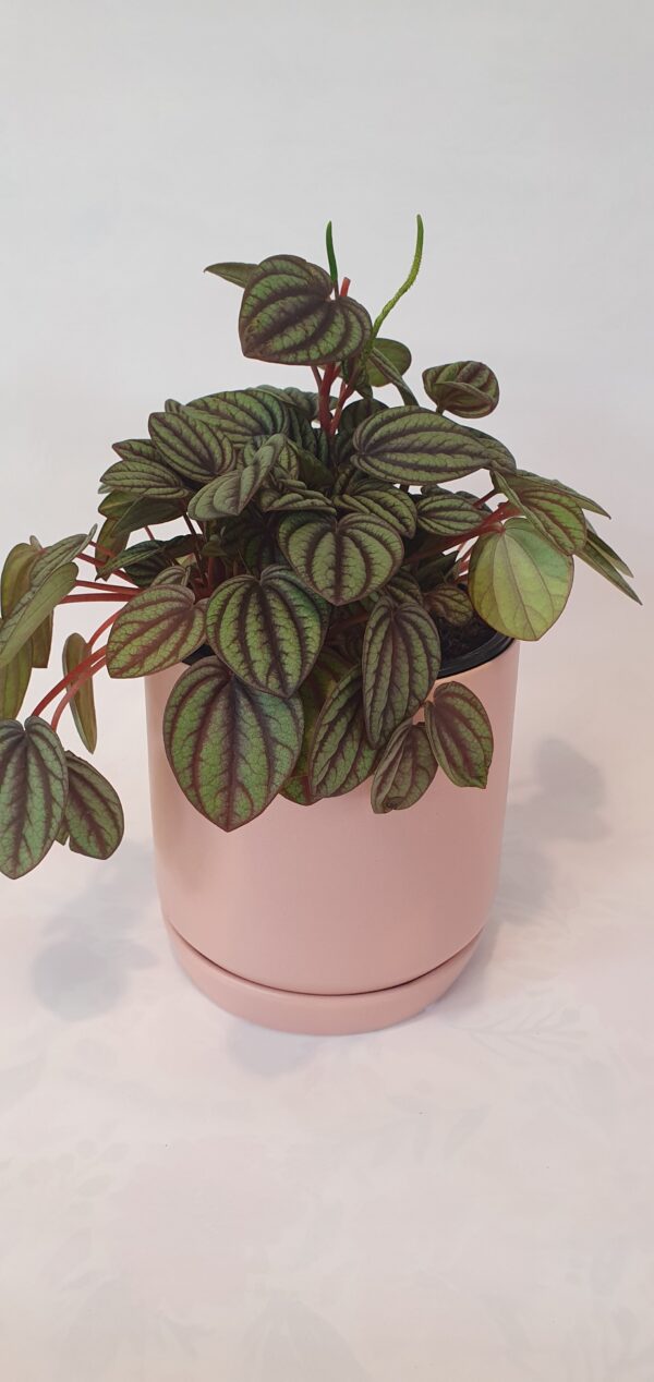 Peperomia Piccolo Banda 12cm
