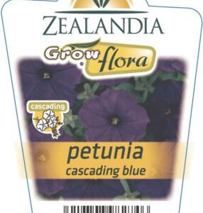 Petunia 'Cascading Blue' 6pack