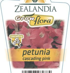 Petunia 'Cascading Pink' 6pack