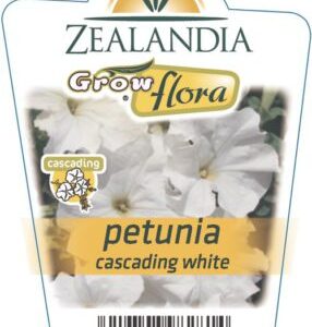 Petunia 'Cascading White' 6pack