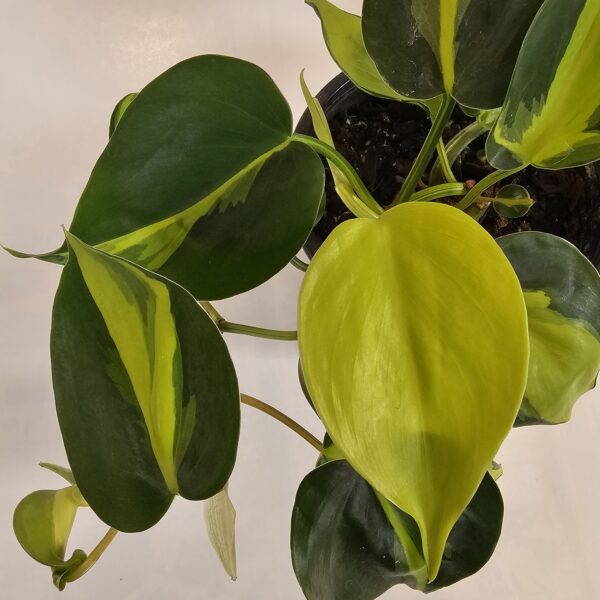 Philodendron Brasil 12cm