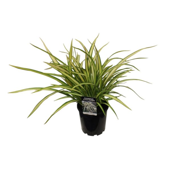 Phormium 'Cream Delight' 3.3L