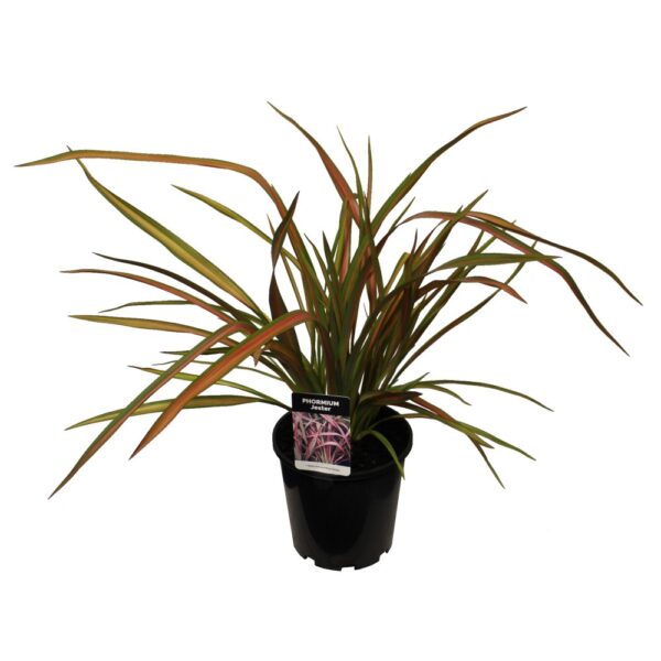 Phormium 'Jester' 3.3L