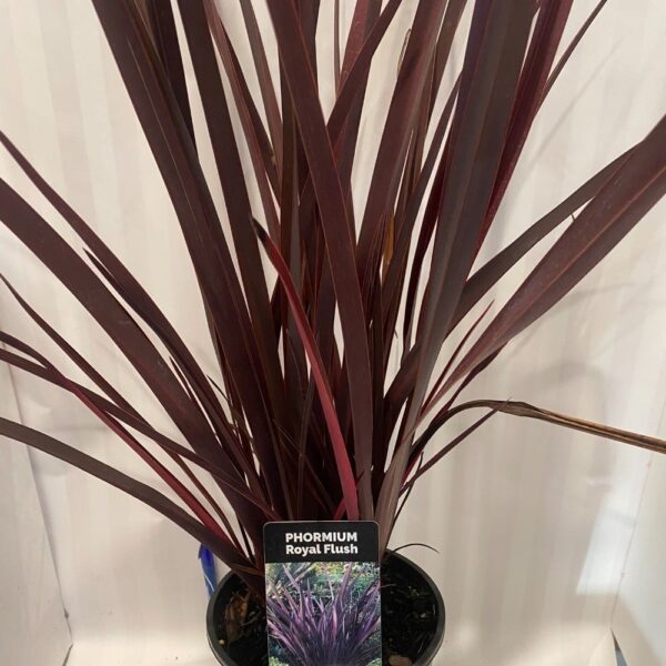 Phormium 'Royal Flush' 3.3L