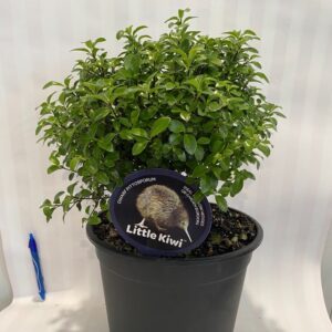 Pittosporum 'Little Kiwi' 4L