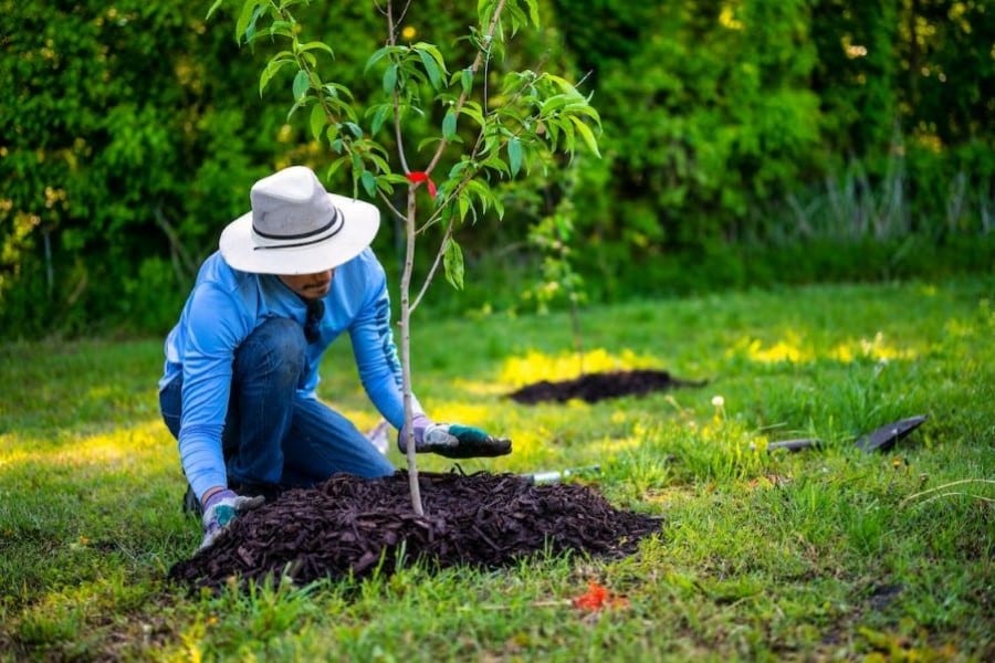 Planting trees may