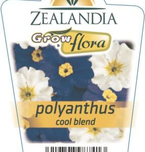 Polyanthus Cool Blend 6 pack