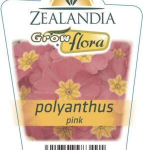 Polyanthus 'Pink' 6Pack