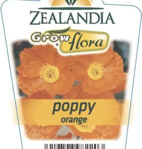 Poppy 'Orange' 6 pack