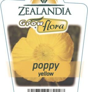 Poppy 'Yellow' 6pack