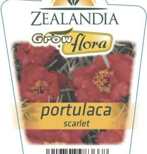 Portulaca 'Scarlet' 6 pack