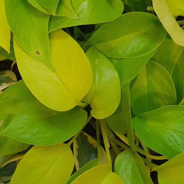 Epipremnum 'Golden Pothos'